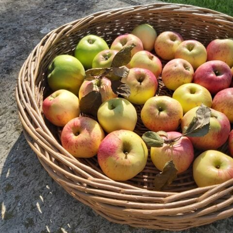 Weave a basket of your choice at Zantium in the Peak District