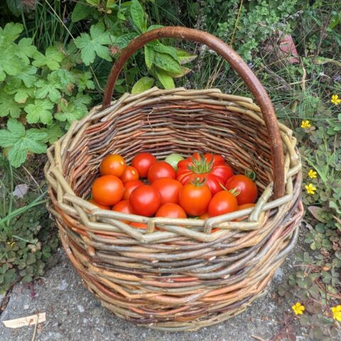 Basket by Alison Whitmore - Zantium Studios Course